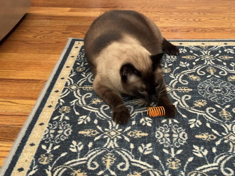 Mocha going after his new spring toy