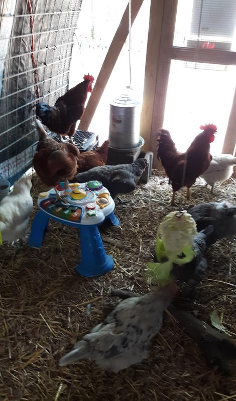 Playtime in the hoop coop!