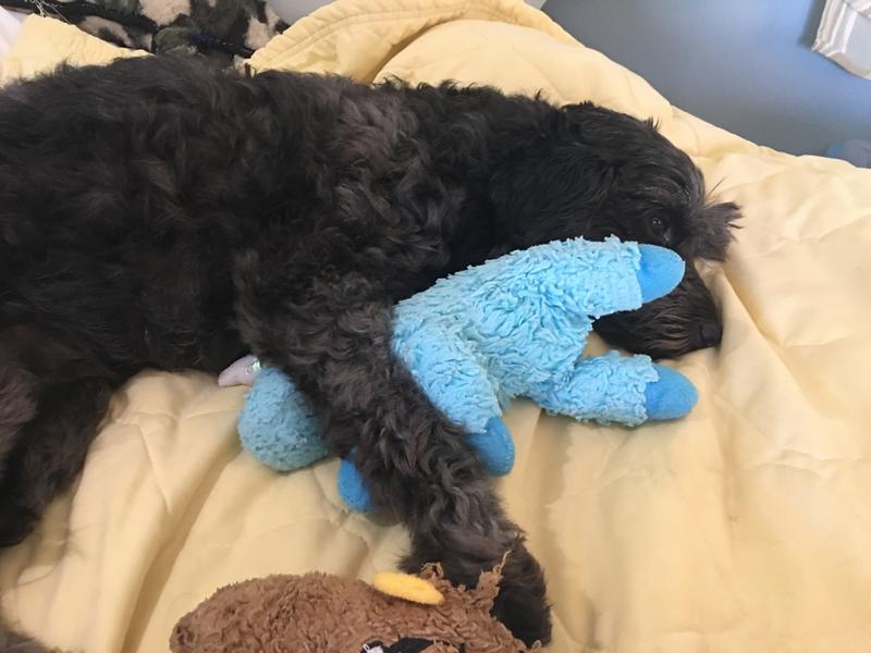 20# Mini-Aussiedoodle