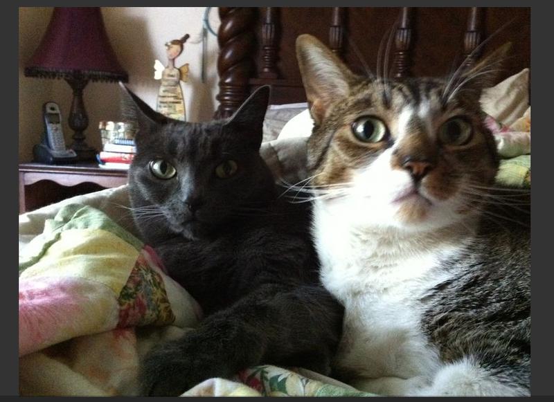 brother and sister, still alive at 19-1/2 years old!!