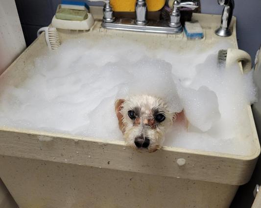 loves his bubble bath