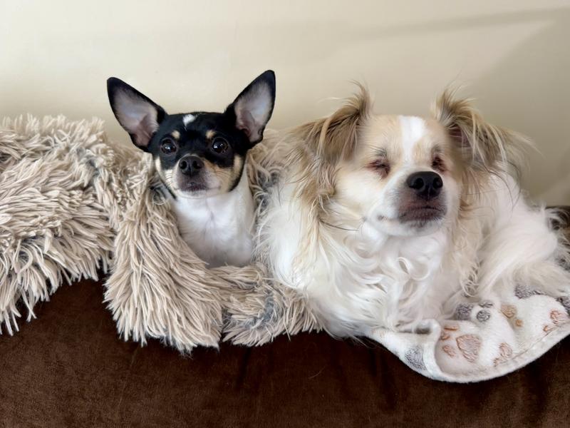 We love to take a bath with Chi shed control shampoo!