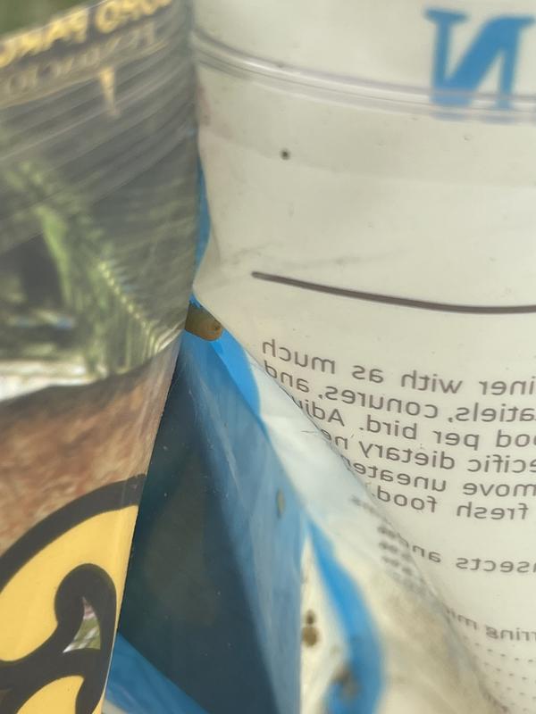 Another maggot climbing to the corner of the bag