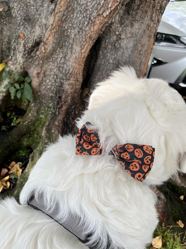 Looks cute on backwards and easier to see