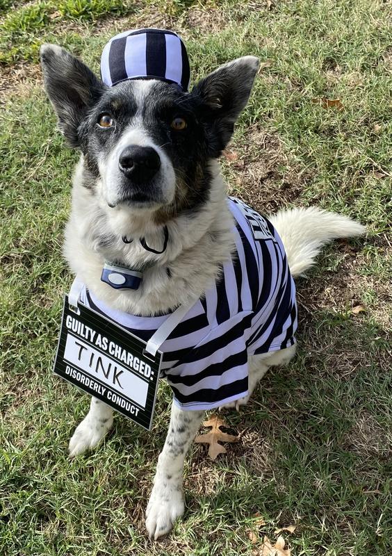 Jail Bird Dog Costume