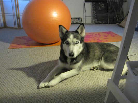 Siberski age 10.5...taught the gang how to run and hunt.