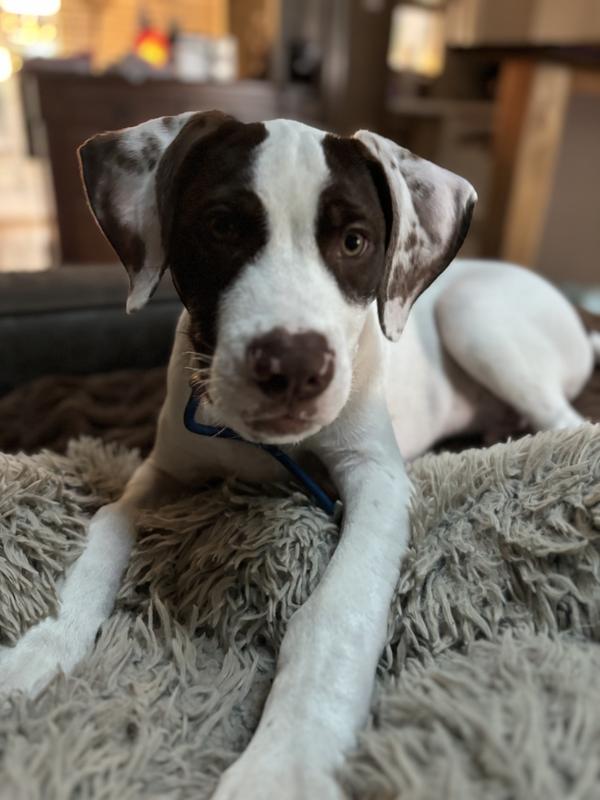 Pet Life Moo-Born Plush Squeaky & Crinkle Teething Cat & Dog Toy