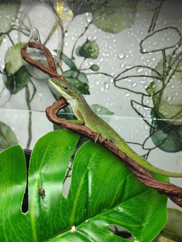 Green Anole