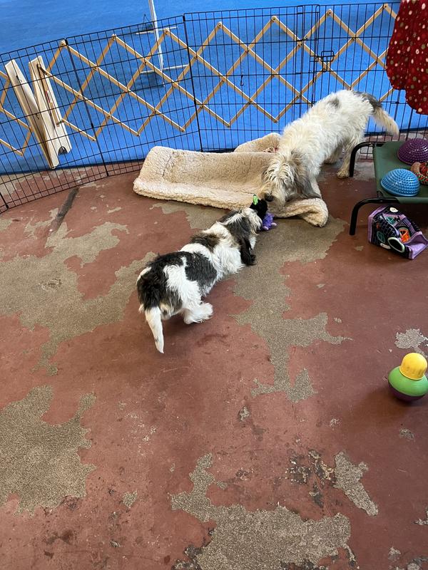 Playing tug with the spider.