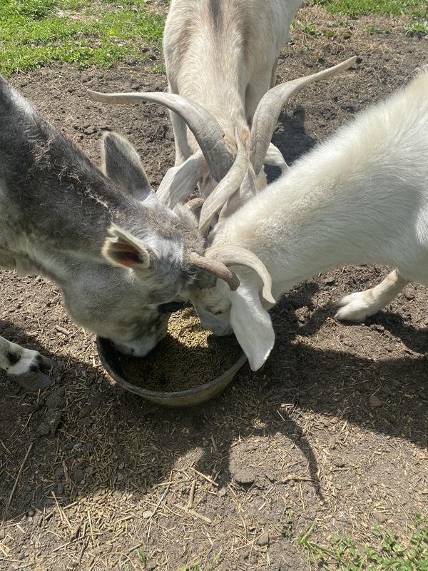 SUNGLO Full Tank Pelleted Show Animal Cattle, Sheep, & Goat Supplement