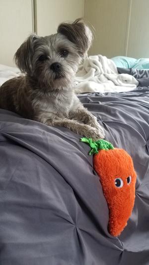 Bella with her carrot and she hangs it off the edge of the bed by the green top.