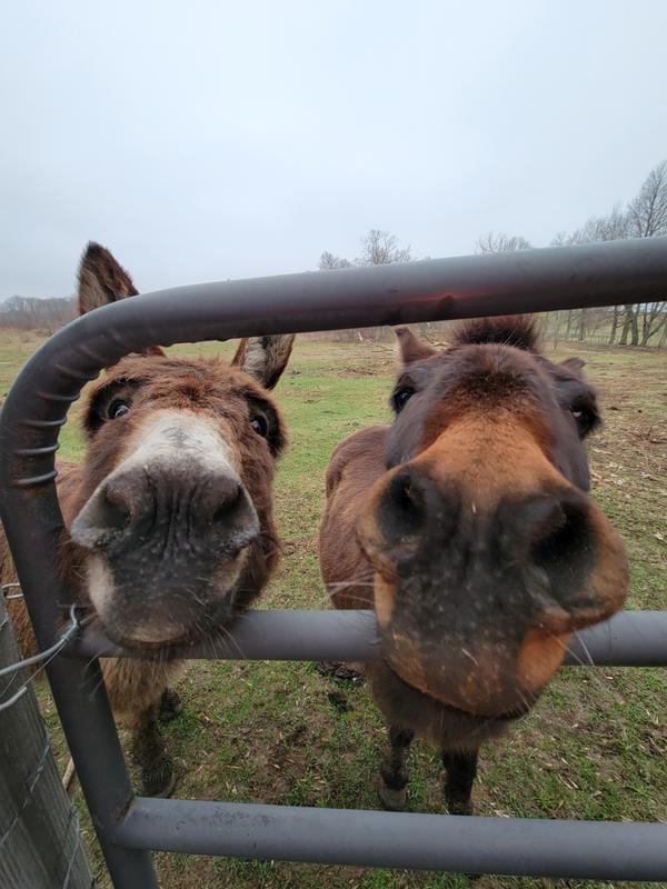Cowboy and Macintosh