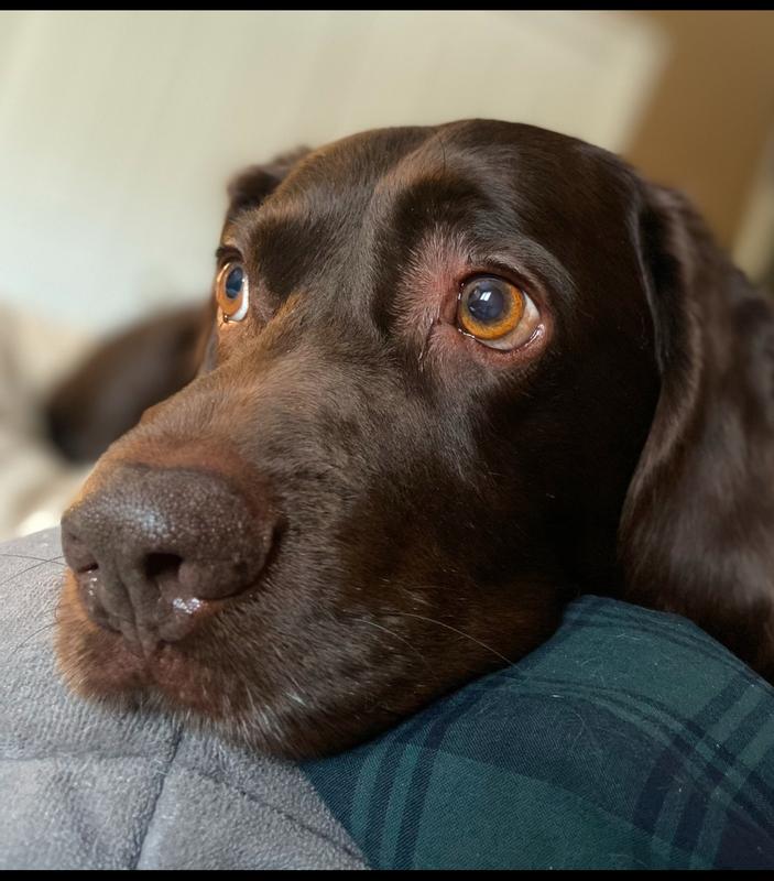 After rubbing the product all over his body, I rubbed the remaining product that was on my hands around his face and ears (making sure not to get any product near his eyes or nose). You can see in the photo how shiny his beautiful face is!