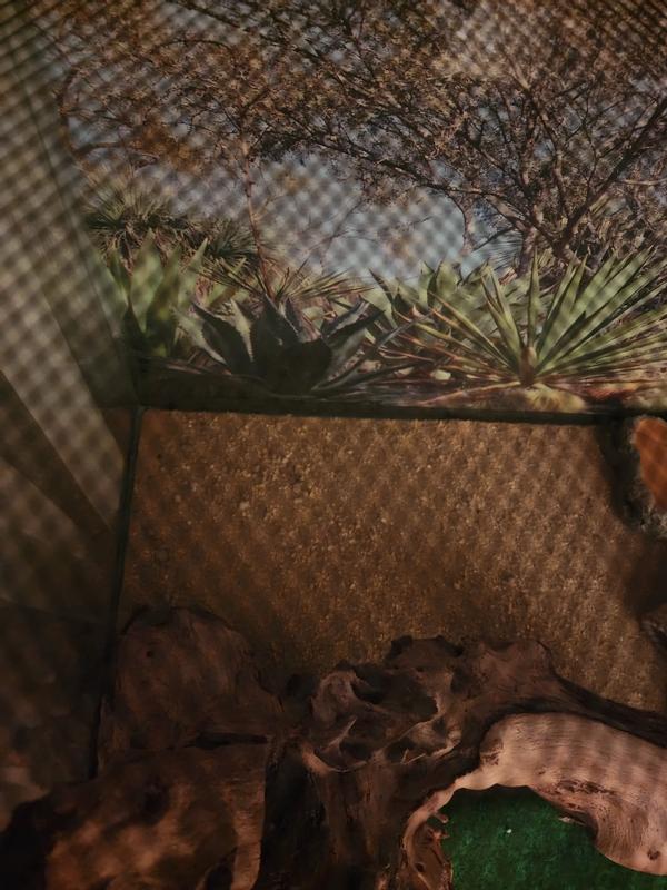 EXO TERRA Sand Mat Desert Terrarium Reptile Substrate, 35.5in