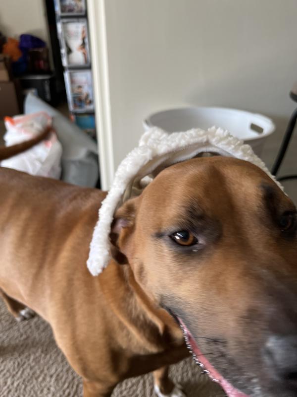 After this photo was taken my grand dog let the ears slide off and shook them like she had caught the rabbit!