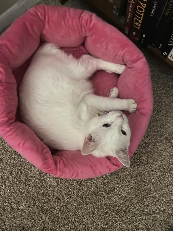 Pearl loves her bed!