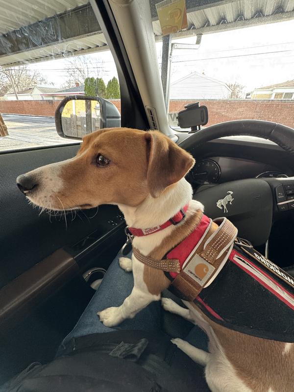 Carhartt Nylon Ripstop Reflective Service Dog Harness, High Risk Red/Carhartt Brown