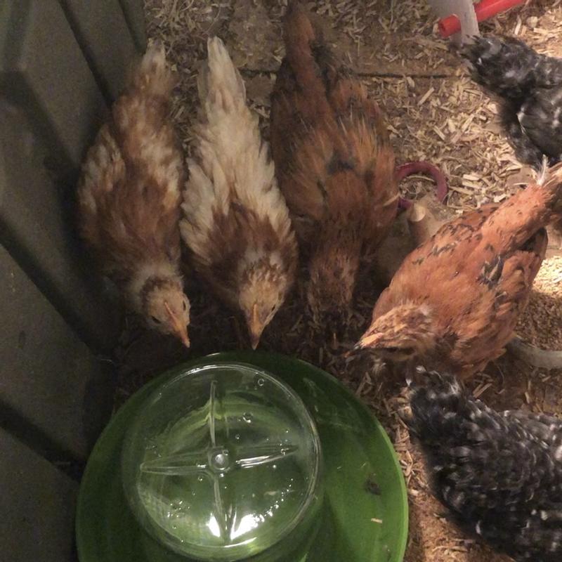Baby Hens Drinking From the Waterer