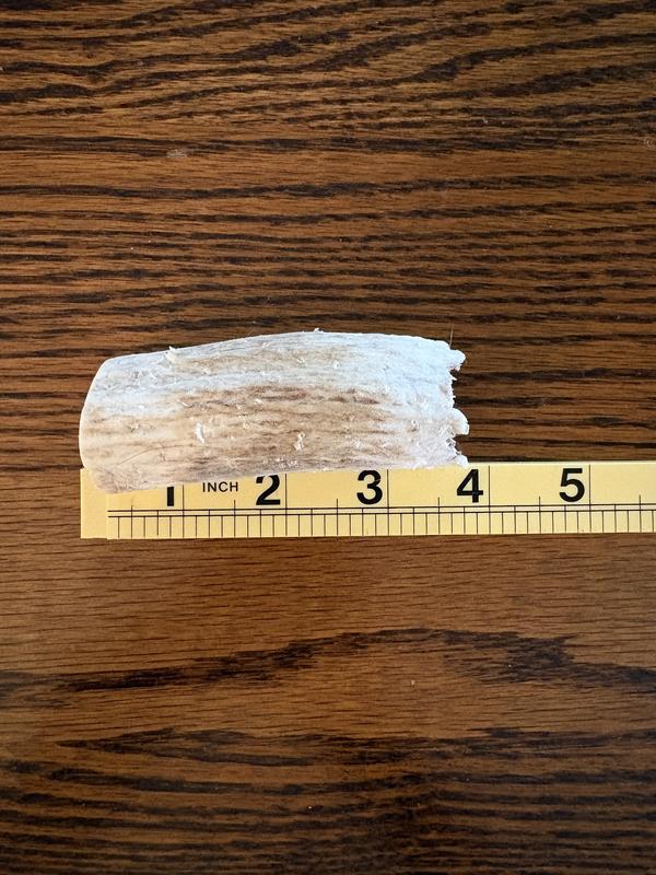 Antler after less than a day of chewing