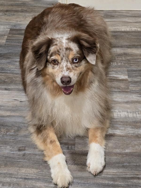 My big time shedding Australian shepherd.