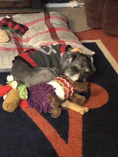 After eating on a hoof.