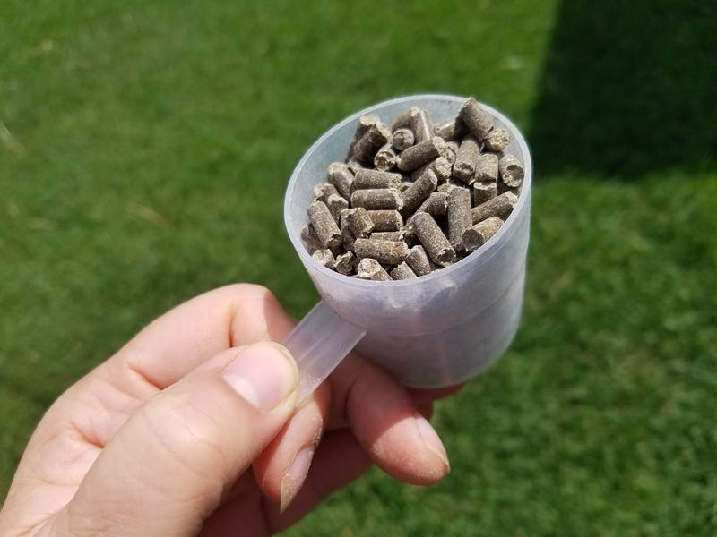 What a scooper full of SmartCalm pellets look like.  They are bitty things.  And yes, that is the scooper that came in the bag.  It is one scooperfull per serving per day, according to the bag.