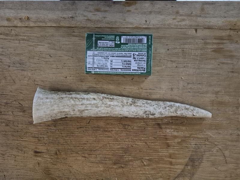 The antler and a pack of gum for reference