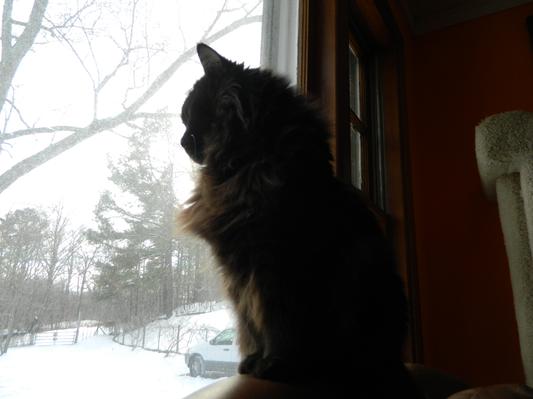 Daphne watching the snow fall. 21 years old.
