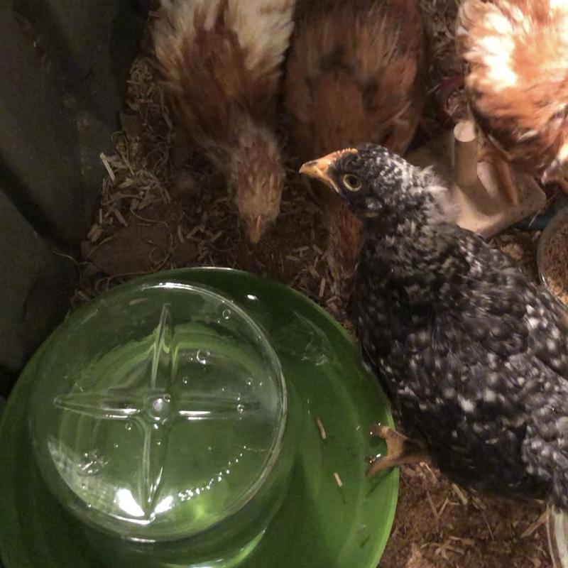 Discovering The Waterer