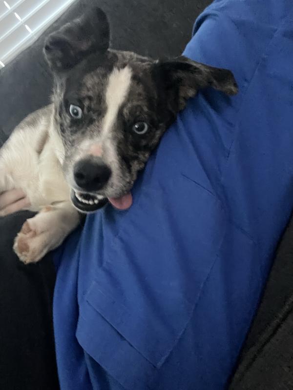 PET NATURALS Busybutter Calming Peanut Butter Stress & Anxiety Support