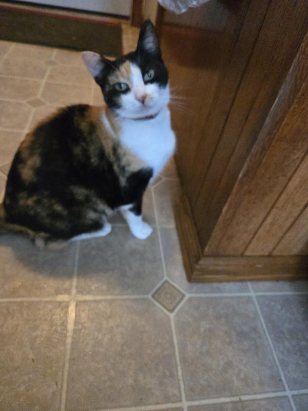 This is our happy cat!