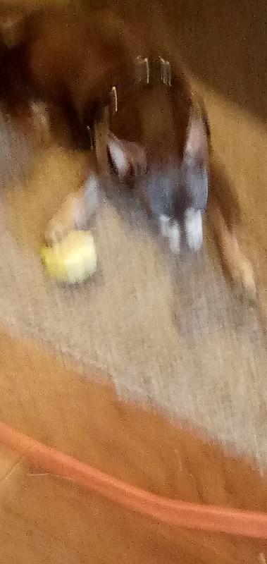 Avoderm dog 17 yrs old 9 mos