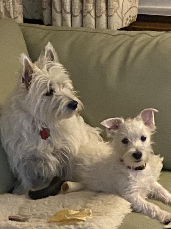 4MO  Poppy with 2YO Jazzy Pants.