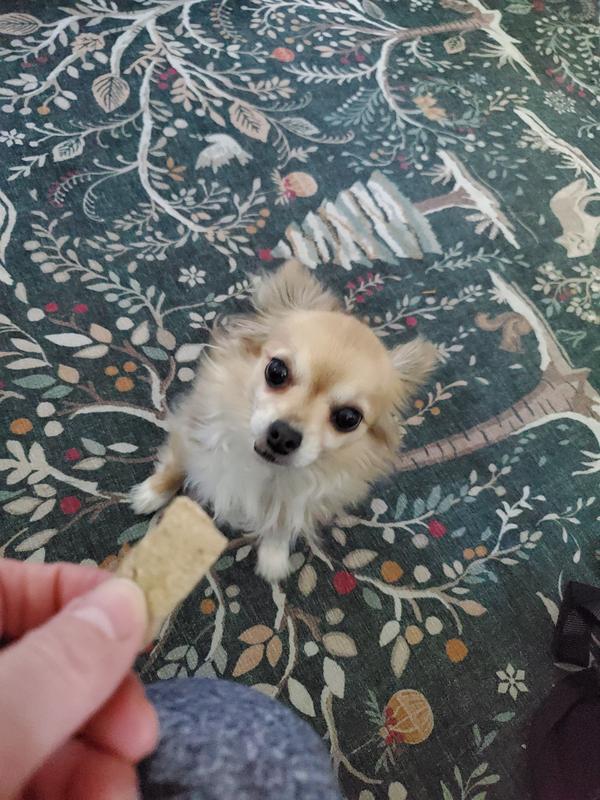 Elsa doesn't do a lot of tricks, but her cuteness alone gets her bison liver treats!