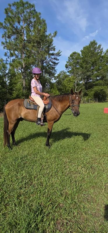 Comfortable horse, Cashew