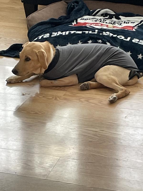 35 lb. yellow lab in onesie