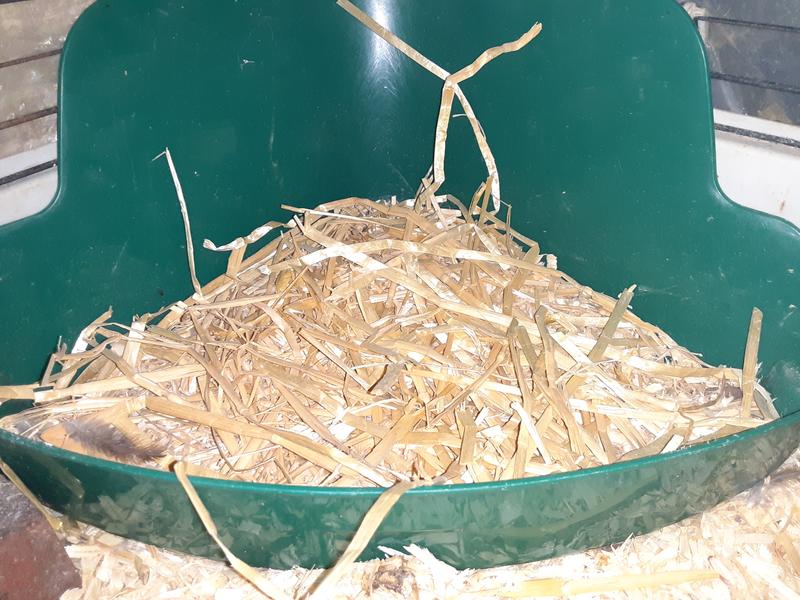 Works great in nest box