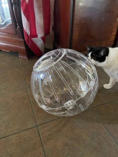 Big hamster store ball for cats