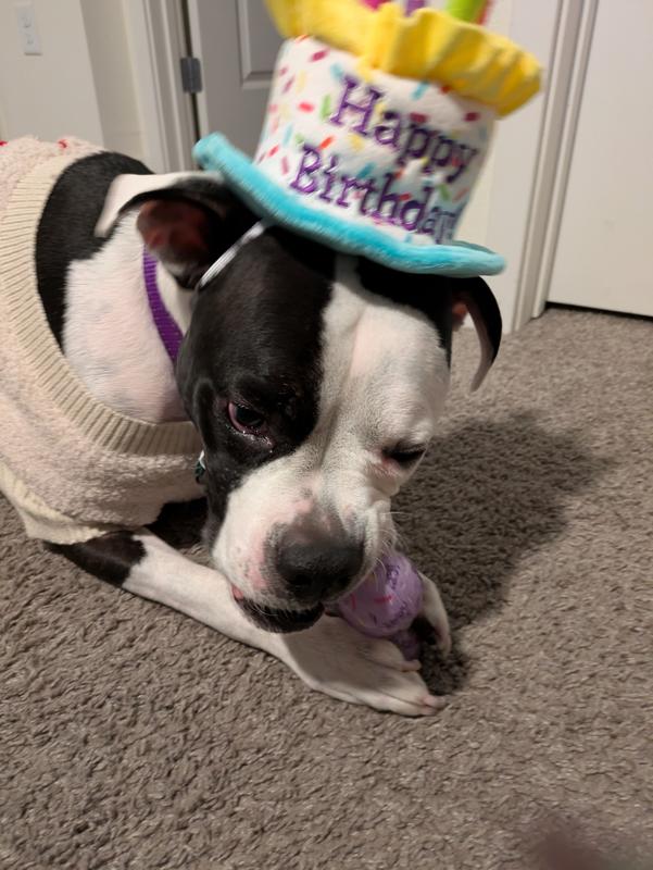 Birthday Doggo