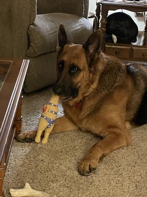 Six year old Buddy with his squawking chicken