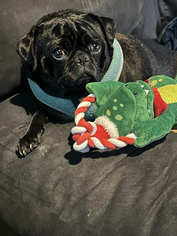 I luvs my Christmas dino toy.
