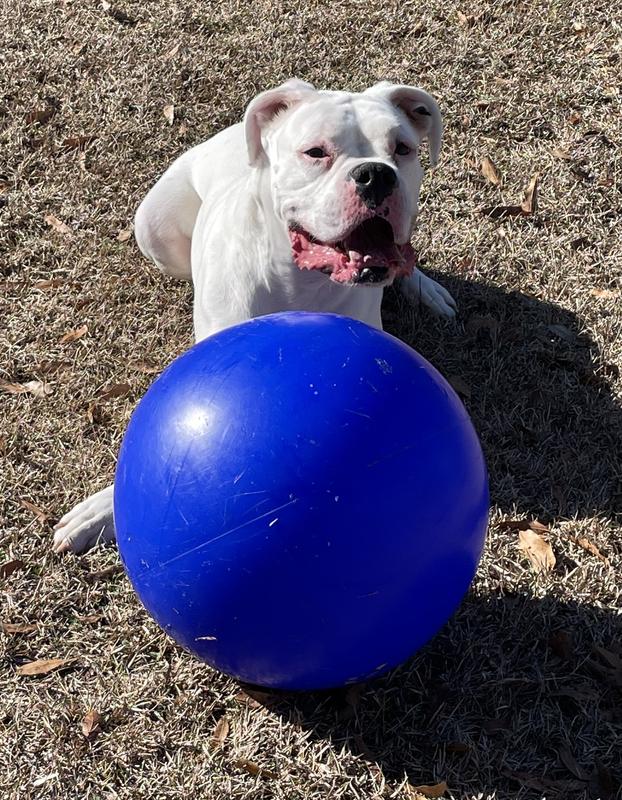 Should Your Active Dog Use a Herding Ball?