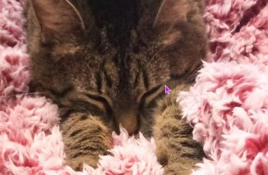 Sadie and her fluffy pink blanket