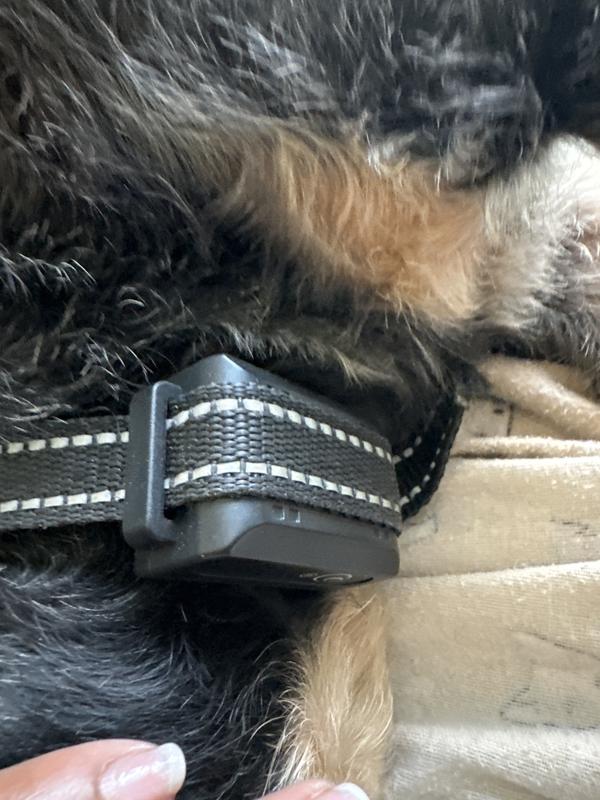One of my dogs wearing the collar just coming inside