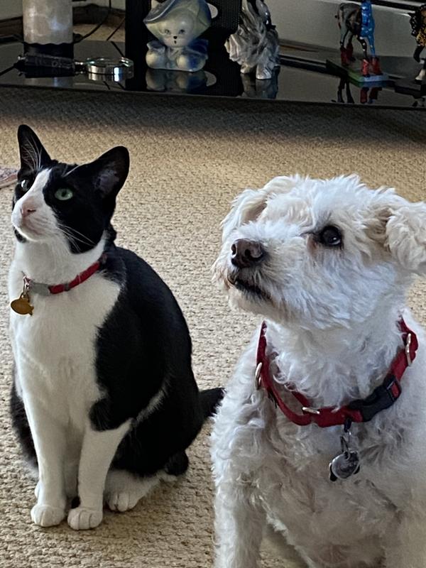 Waiting for treats that were just delivered by Chewy!