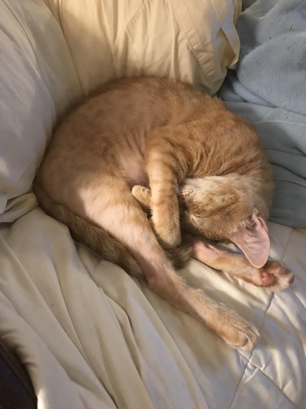 Ginger