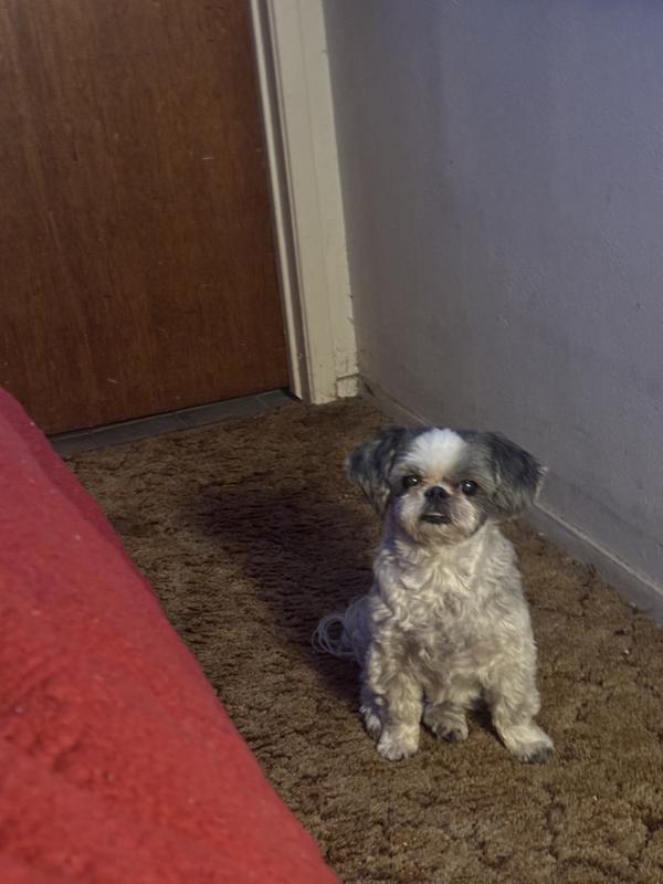 My baby doll Chloe doll Davis akc