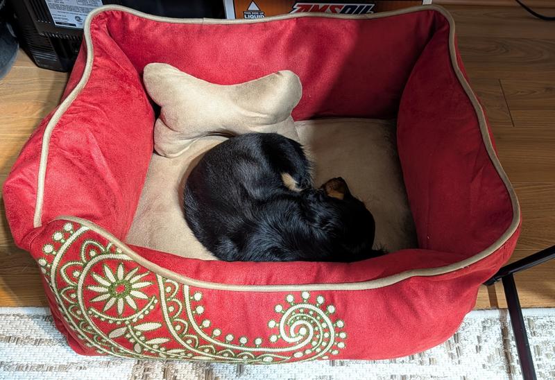 Bella curled up for a nap in her new Blueberry dog bed.