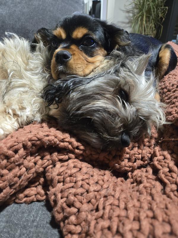 Happy dogs after a good treat!