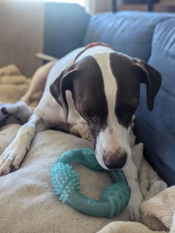 Frisco Peanut Butter Flavor Tough Nylon Dog Chew Toy